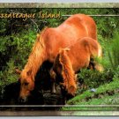 Assateague Island Virginia Wild Horses Drinking to Cool Off Postcard - NOS