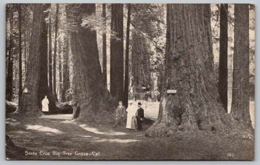 Santa Cruz California Big Tree Grove Postcard (ecM382)