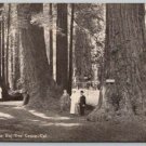 Santa Cruz California Big Tree Grove Postcard (ecM382)