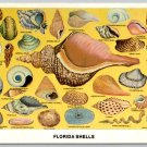 Florida Sea Shells Postcard (PCCA-39)