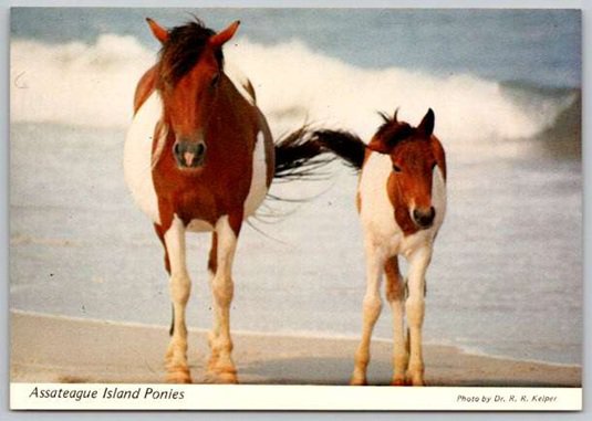 Assateague Island State Park Ponies, Mare & Colt at the Beach Surf Postcard (ContG-137)