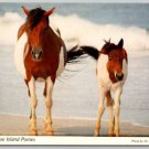 Assateague Island State Park Ponies, Mare & Colt at the Beach Surf Postcard (ContG-137)