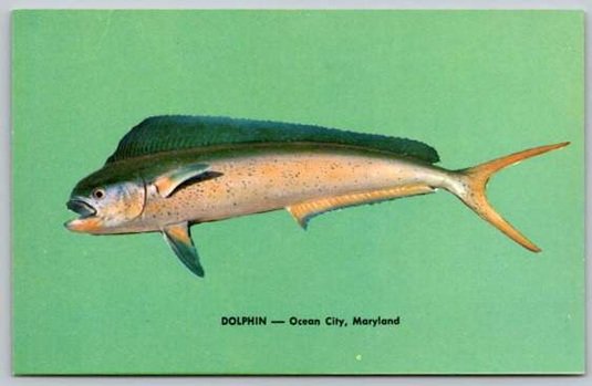 Ocean City Maryland Dolphin Sporting Game Fish Postcard (Z-598)