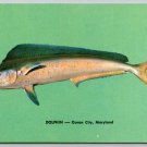 Ocean City Maryland Dolphin Sporting Game Fish Postcard (Z-598)