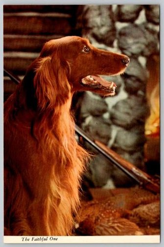 Irish Setter Dog The Faithful One, Man's Best Friend Postcard (ContG-149)