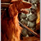 Irish Setter Dog The Faithful One, Man's Best Friend Postcard (ContG-149)