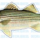 STRIPED BASS -Fish Decal- sticker truck fishing boat