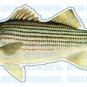 STRIPED BASS -Fish Decal- sticker truck fishing boat