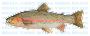 RAINBOW TROUT -Fish Decal- sticker truck fishing