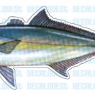 AMBERJACK -Fish Decal- window sticker car truck fishing