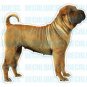 SHAR PEI - Dog Decal - sticker dogs car got window