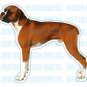 BOXER - Dog Decal - sticker dogs car window graphic