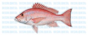 RED SNAPPER -Fish Decal- window sticker truck fishing