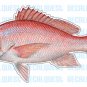 RED SNAPPER -Fish Decal- window sticker truck fishing