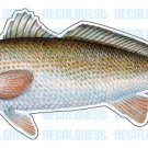 REDFISH -Fish Decal- red drum sticker truck fishing