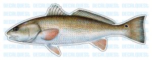 REDFISH -Fish Decal- red drum sticker truck fishing