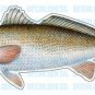 REDFISH -Fish Decal- red drum sticker truck fishing
