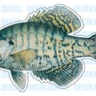 WHITE CRAPPIE -Fish Decal- window sticker truck fishing