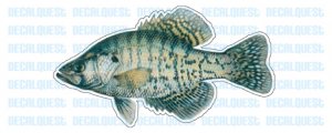 WHITE CRAPPIE -Fish Decal- window sticker truck fishing