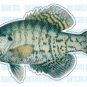 WHITE CRAPPIE -Fish Decal- window sticker truck fishing
