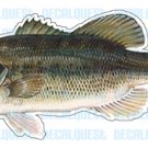LARGE MOUTH BASS -Fish Decal- sticker truck fishing rod