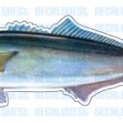 BLUEFISH -Fish Decal- window sticker car truck fishing
