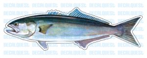 BLUEFISH -Fish Decal- window sticker car truck fishing