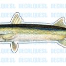 BARRACUDA -Fish Decal- window sticker car truck fishing