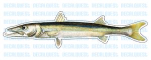 BARRACUDA -Fish Decal- window sticker car truck fishing