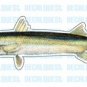 BARRACUDA -Fish Decal- window sticker car truck fishing