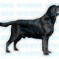 BLACK LAB - Dog Decal - sticker labrador retriever car