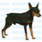 MINIATURE PINSCHER- Dog Decal - sticker dogs car got