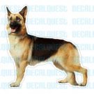 GERMAN SHEPHERD - Dog Decal - sticker car got graphic