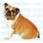 BULLDOG - Dog Decal - sticker bull dogs car got window
