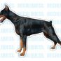 DOBERMAN-Dog Decal-sticker car got pinscher gift