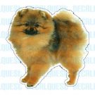 POMERANIAN-Dog Decal-sticker dogs car got window
