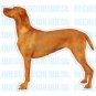 VIZSLA-Dog Decal-sticker car got window graphic