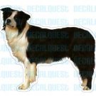 BORDER COLLIE-Dog Decal-sticker car window lover