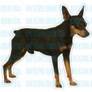 MINIATURE PINSCHER- Dog Decal-sticker dogs car got