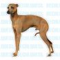 ITALIAN GREYHOUND-Dog Decal-sticker dogs car got