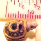 Turtle 4 Teeney Pottery Beads