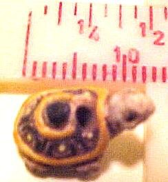 Turtle 4 Teeney Pottery Beads