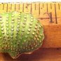 Seashell Clam Cloisonne Green 3 Beads
