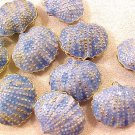 Seashell Clam Cloisonne Blue 3 Beads