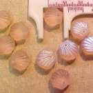 Seashell Clam 9 Pink Irridized Glass Beads