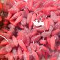 Leaves Dagger Serrated 15 Red and Gray Glass Beads
