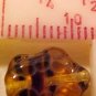 Turtle 10 Brown Tortoise Variegated Glass Beads