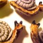 Snail 3 Clay Beads