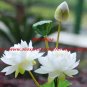 High simulation silk flower floor stand Lotus,4 heads,10 pieces/lot,four colors,free shipping