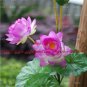 High simulation silk flower floor stand Lotus,4 heads,10 pieces/lot,four colors,free shipping